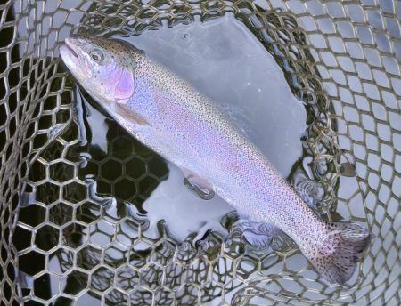 大安トラウトレイク釣果